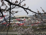 Carp Streamers